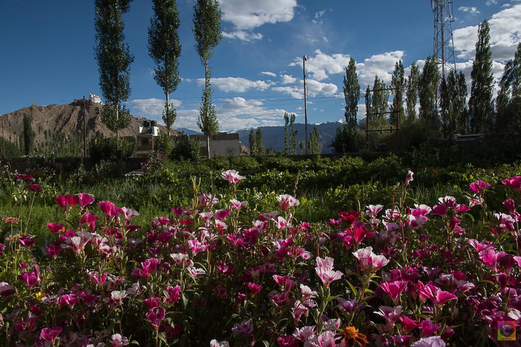 Отель Shaolin Ladakh Лех Экстерьер фото